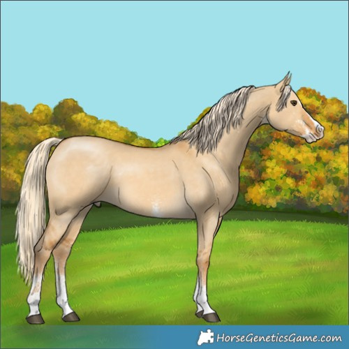 Horse Color:White Spotted Palomino Dun Splash Rabicano