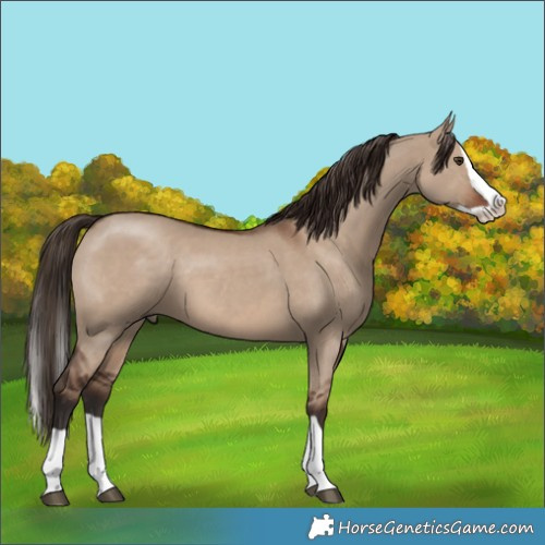Horse Color:Liver Red Dun Splash
