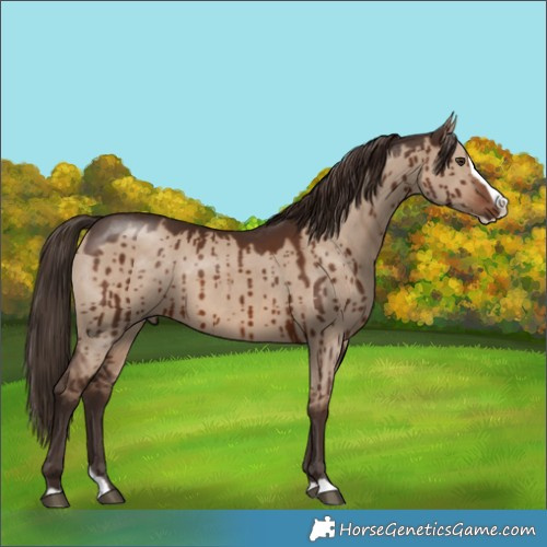 Horse Color:Liver Red Dun Splash Brindle 