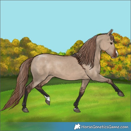 Horse Color:Liver Red Dun Splash Rabicano 
