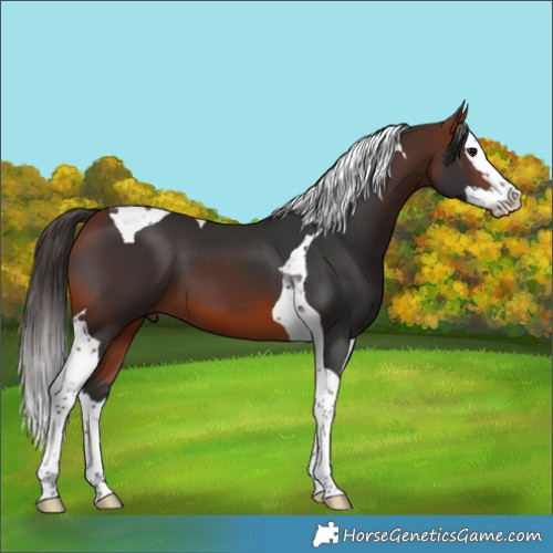 Horse Color:Bay Splash Tobiano 