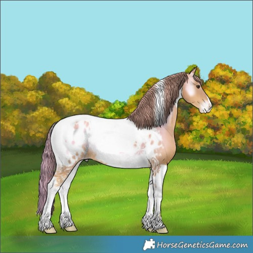 Horse Color:Watercolor Gold Champagne Onyx Tobiano Blanket