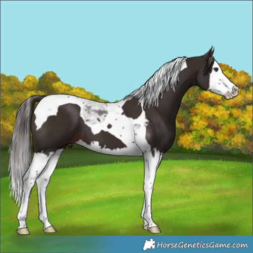 Horse Color:Liver Chestnut Splash Tobiano