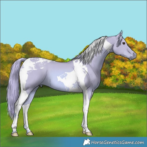 Horse Color:Watercolor Red Dun Tobiano 