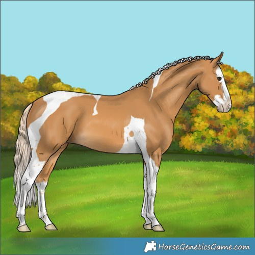 Horse Color:Palomino Splash Tobiano