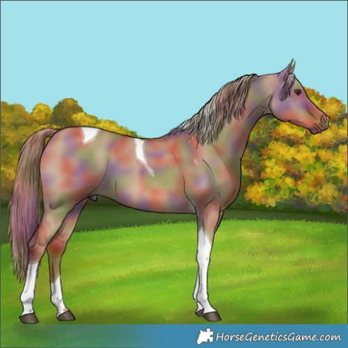 Horse Color:Nacre Red Dun Tobiano