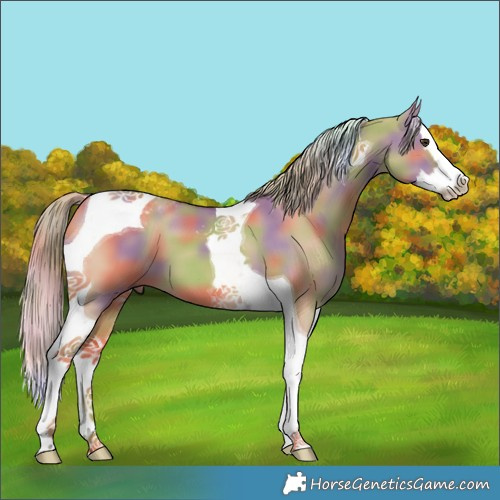 Horse Color:Nacre Red Dun Splash Tobiano