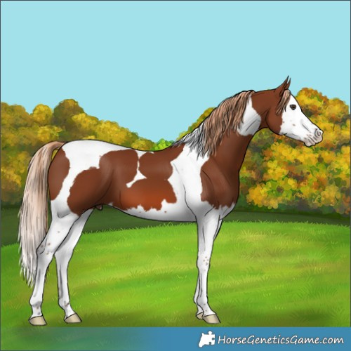 Horse Color:Chestnut Splash Tobiano