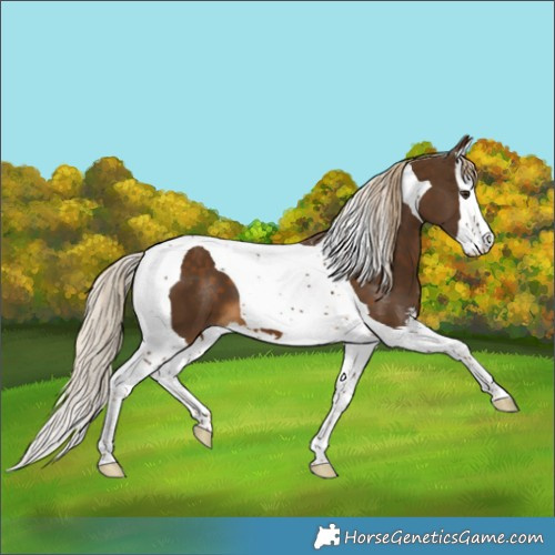 Horse Color:Chocolate Palomino Splash Tobiano