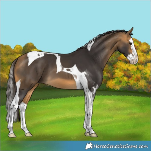 Horse Color:Buckskin Splash Tobiano 