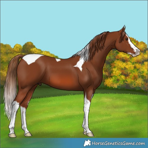Horse Color:Chestnut Splash Tobiano 