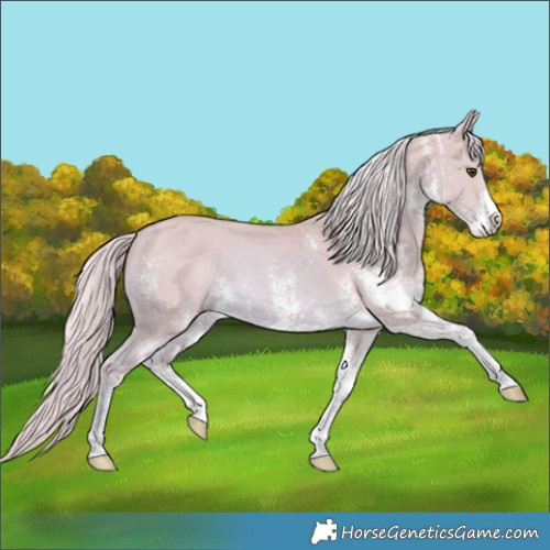 Horse Color:Watercolor White Spotted Palomino Dun