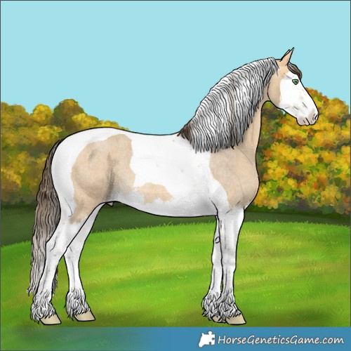 Horse Color:Amber Cream Champagne Roan Splash Tobiano