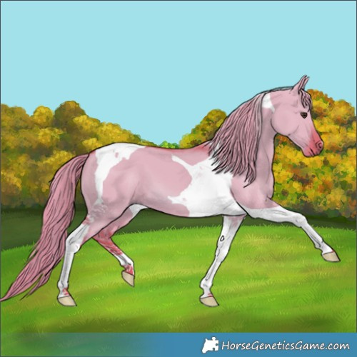 Horse Color:Watercolor Red Dun Tobiano 