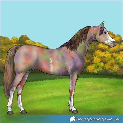 Horse Color:Nacre White Spotted Red Dun 