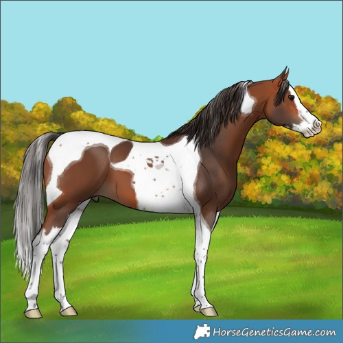 Horse Color:Bay Splash Tobiano 