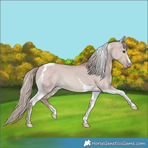 Horse Color:Watercolor Red Dun Tobiano 