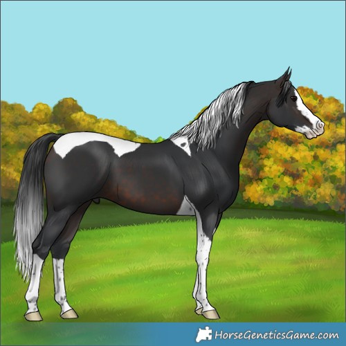 Horse Color:Brown Splash Tobiano 