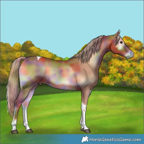 Horse Color:Nacre Red Onyx Tobiano