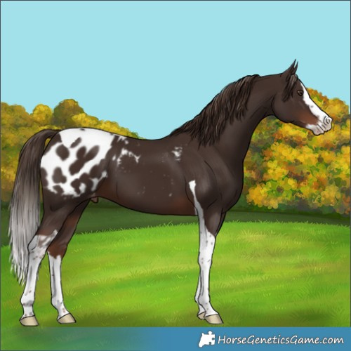 Horse Color:Liver Chestnut Splash Tobiano Blanket