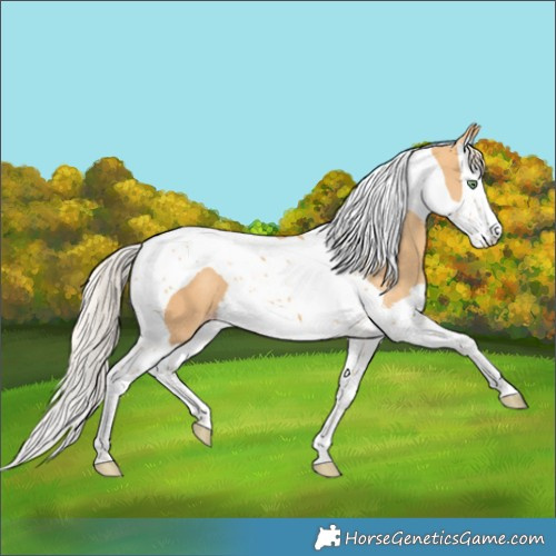 Horse Color:Gold Cream Champagne Splash Tobiano 