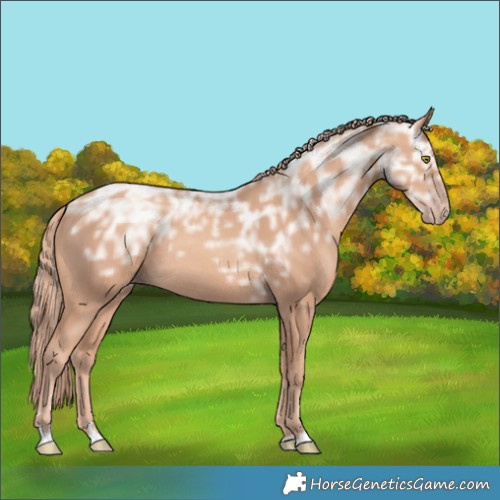 Horse Color:Gold Champagne Ice Rabicano
