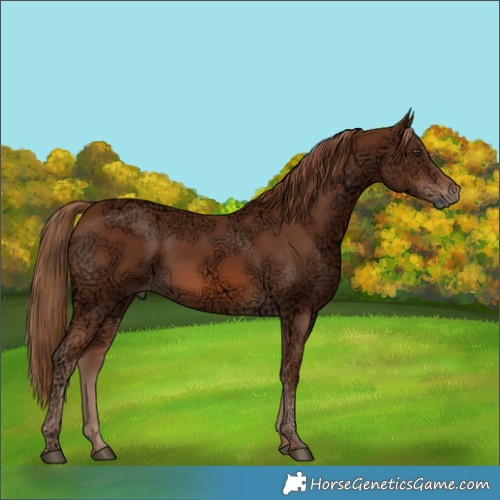 Horse Color:Chestnut Ice Rabicano 
