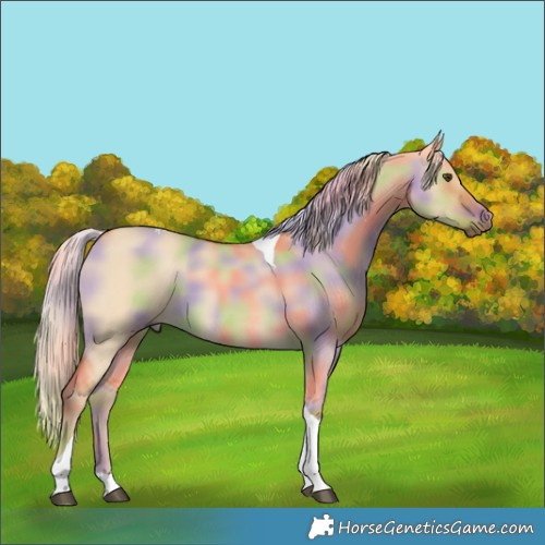 Horse Color:Nacre Palomino Dun Tobiano
