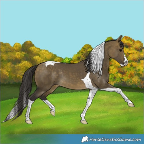 Horse Color:Buckskin Dun Splash Tobiano Rabicano 