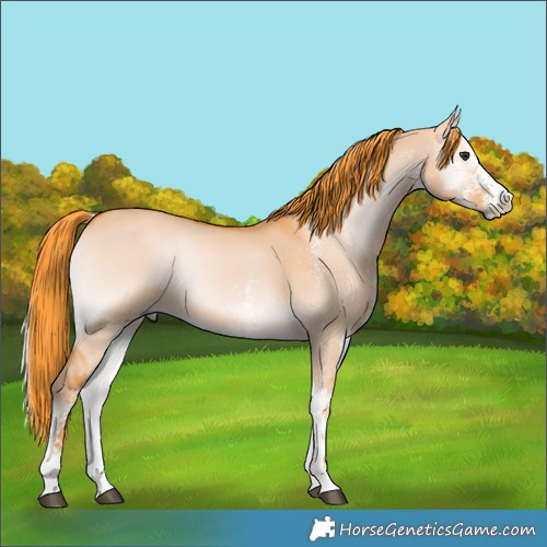 Horse Color:Watercolor White Spotted Liver Red Dun Onyx Rabicano