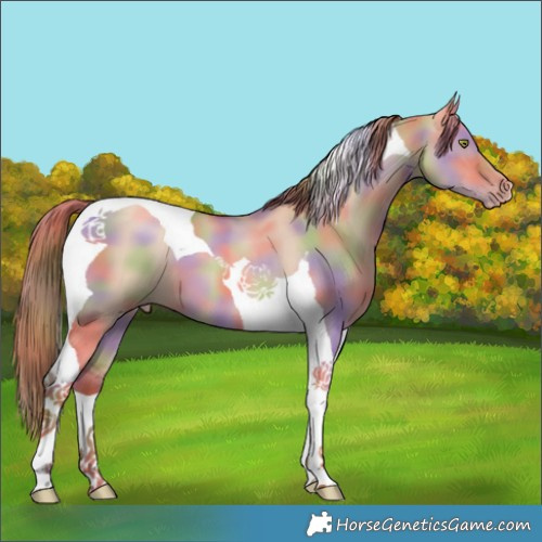 Horse Color:Nacre Gold Champagne Dun Tobiano 