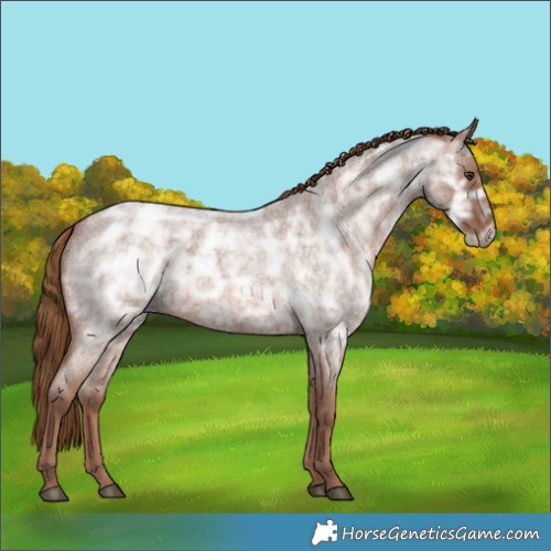 Horse Color:Red Ice Roan Rabicano 
