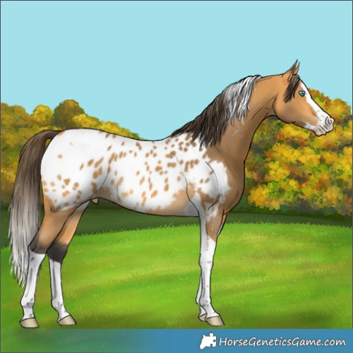 Horse Color:Buckskin Splash Tobiano Near Leopard 