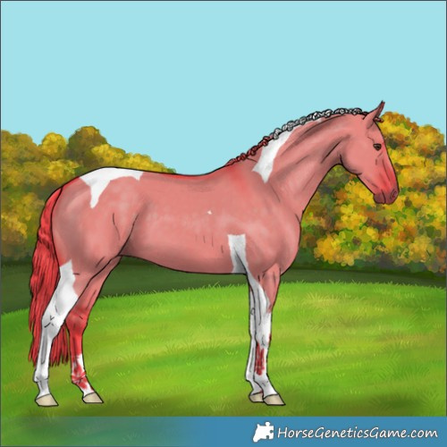 Horse Color:Watercolor Liver Red Dun Tobiano 