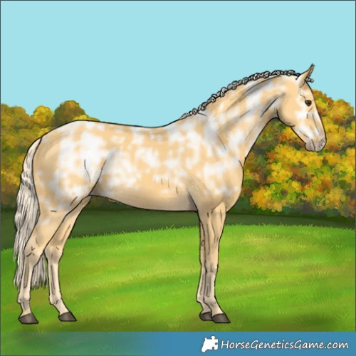 Horse Color:Palomino Ice Rabicano