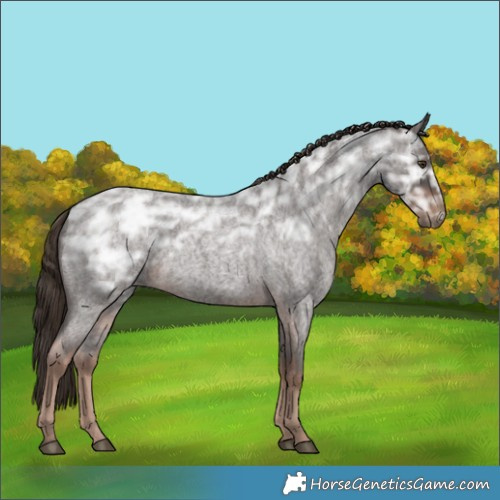 Horse Color:Liver Red Ice Roan Rabicano