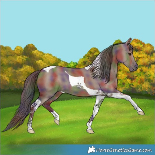 Horse Color:Nacre Liver Red Dun Tobiano