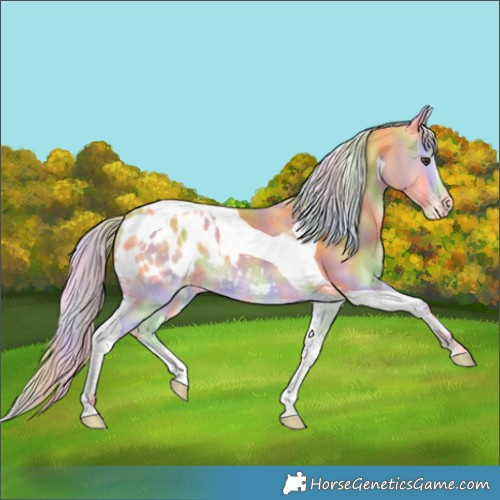 Horse Color:Nacre Palomino Onyx Tobiano Blanket 