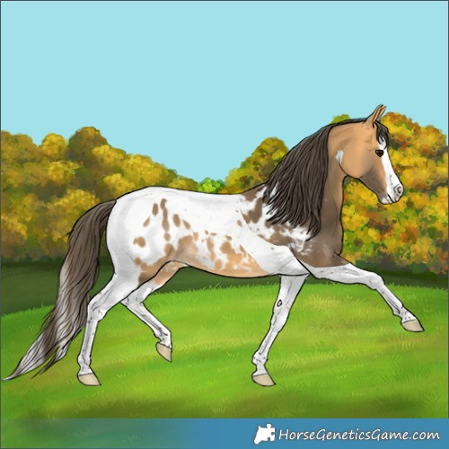 Horse Color:Buckskin Splash Tobiano Near Leopard