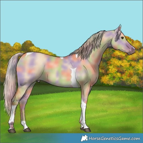 Horse Color:Nacre Palomino Dun Tobiano 