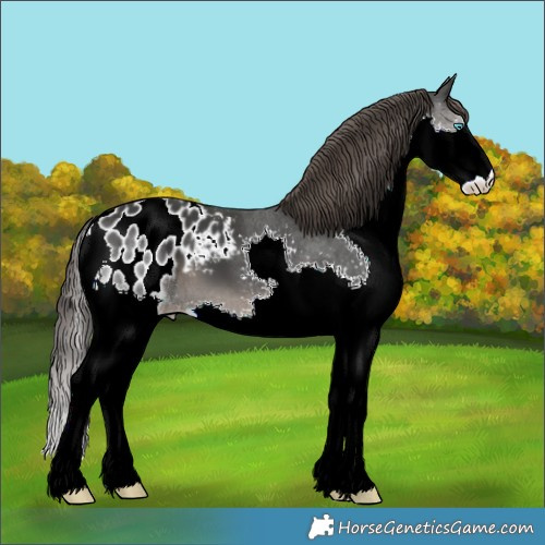 Horse Color:Black Splash Blanket 