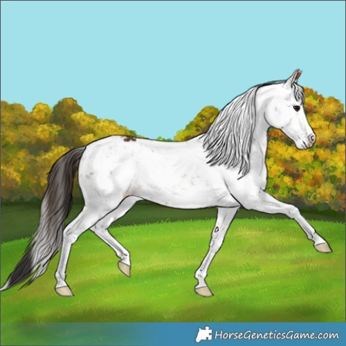 Horse Color:Bay Sabino 