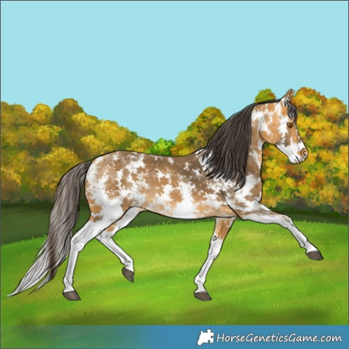 Horse Color:Buckskin Sabino 