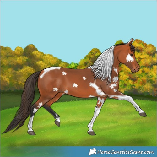 Horse Color:Bay Tobiano 