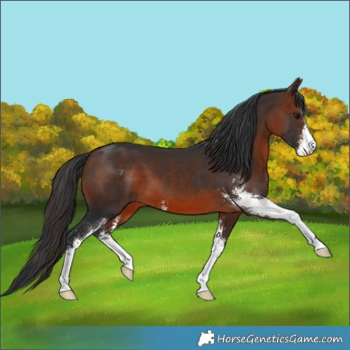 Horse Color:Brown Sabino