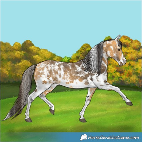 Horse Color:Buckskin Sabino Rabicano 