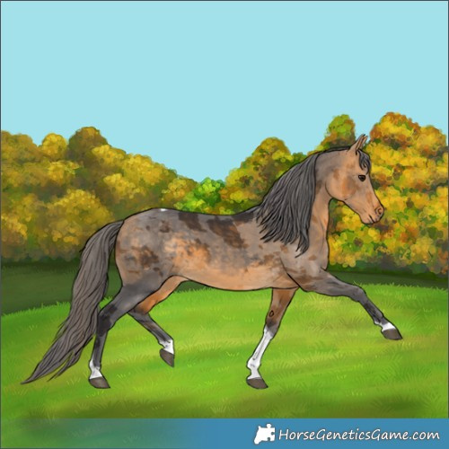 Horse Color:Buckskin Merle Tobiano