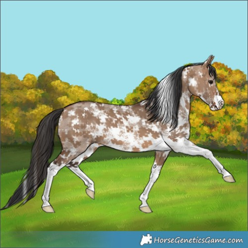 Horse Color:Brown Dun Sabino 
