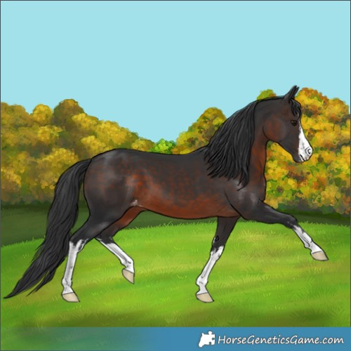 Horse Color:White Spotted Brown Varnish 