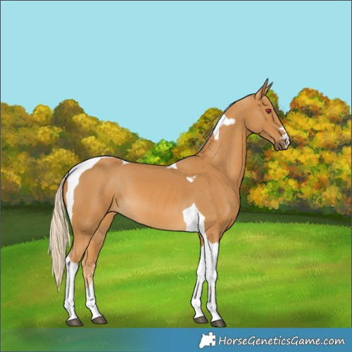 Horse Color:Palomino Tobiano 